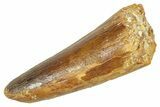 Fossil Spinosaurus Tooth - Feeding Worn Tip #363092-1